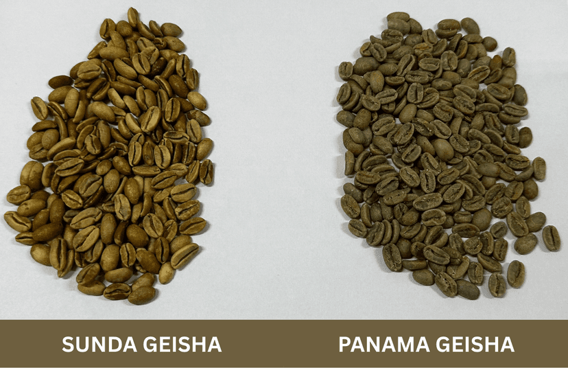 Sunda Geisha: Apakah Sama dengan Panama Geisha?  image